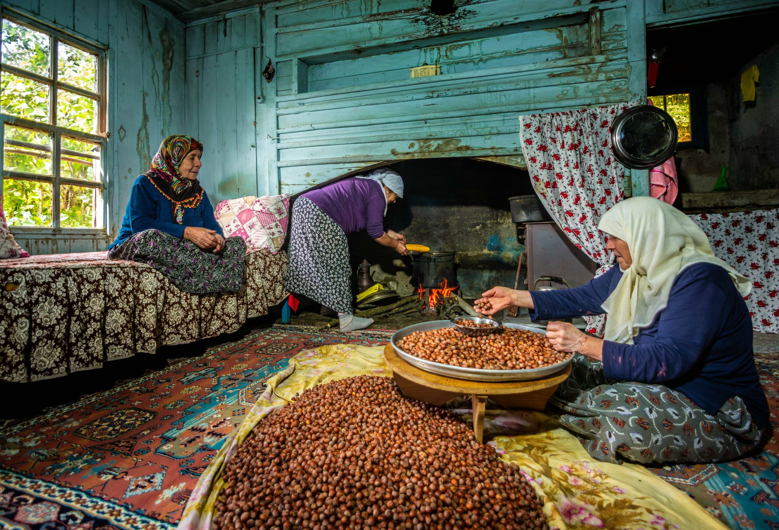 Fındık hasadında kadın üreticiler